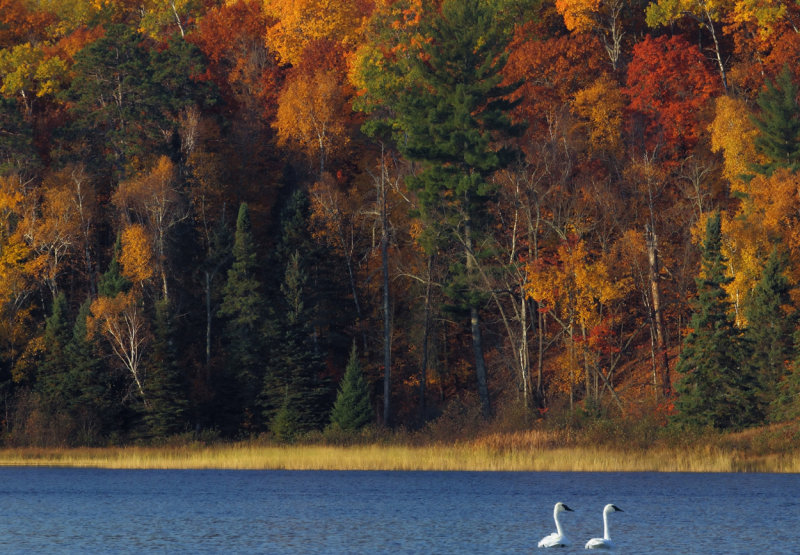 Swans on Mary Lake.jpg