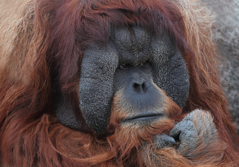 Male orangutan copy.jpg