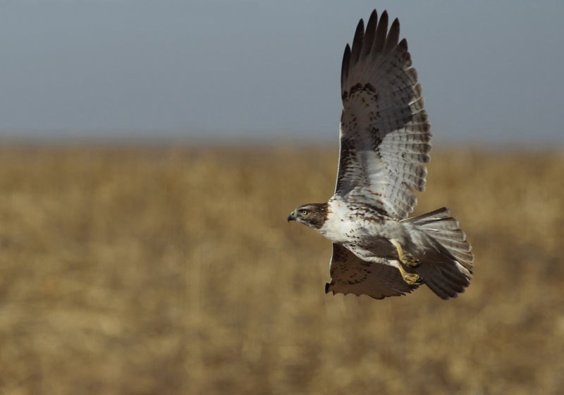 Red-tailed Hawk hunting copy.jpg
