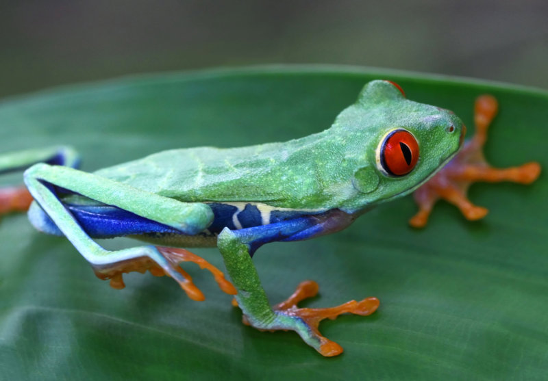 Red-eyed Tree Frog VI copy.jpg