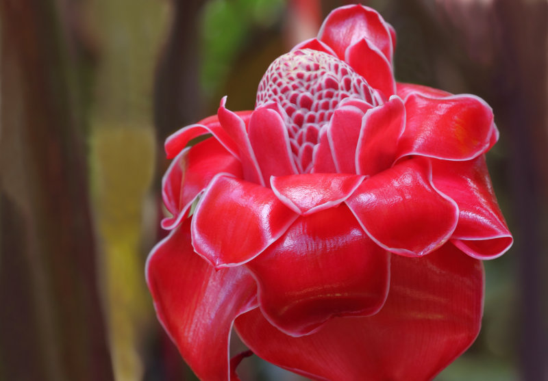 Blazing red flora copy.jpg