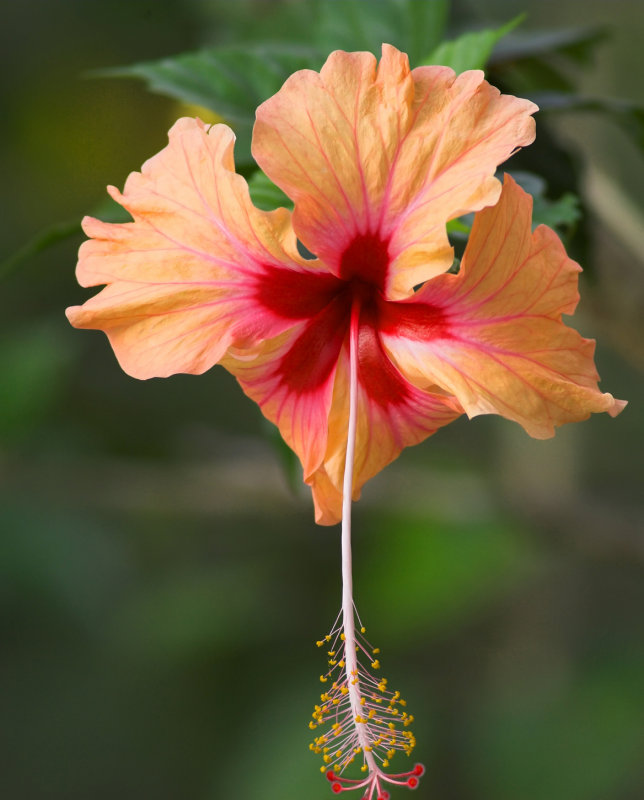 Hibiscus flower copy.jpg