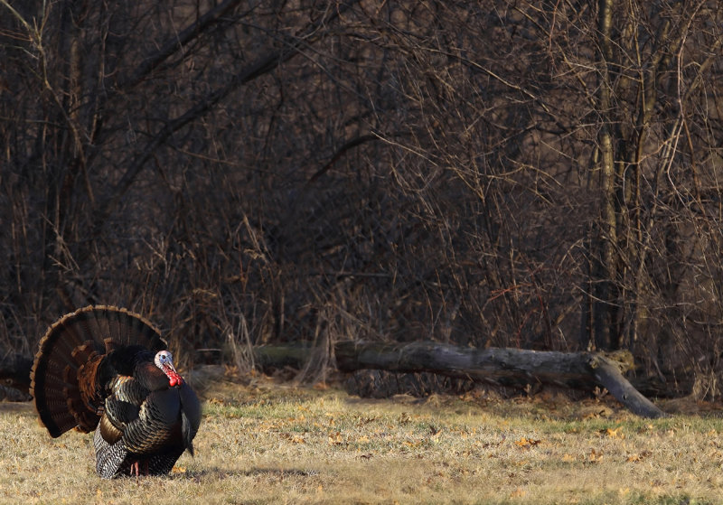 Strutting Tom copy.jpg