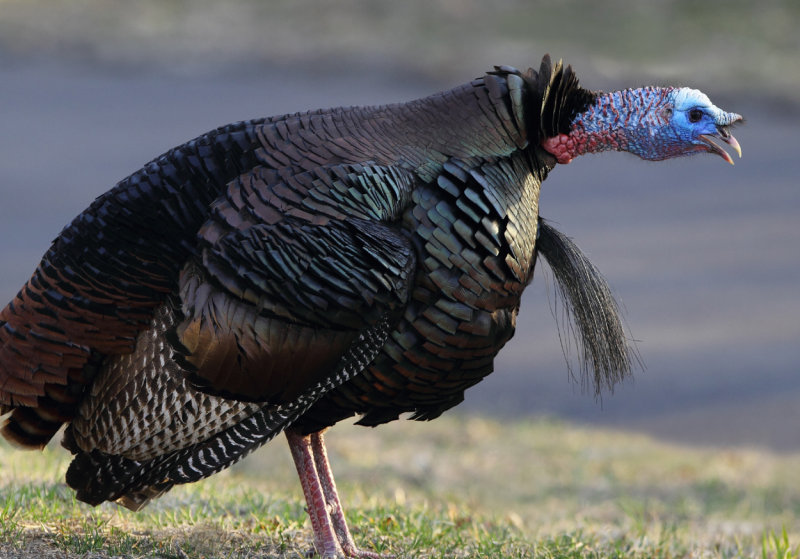 Tom in mid gobble copy.jpg