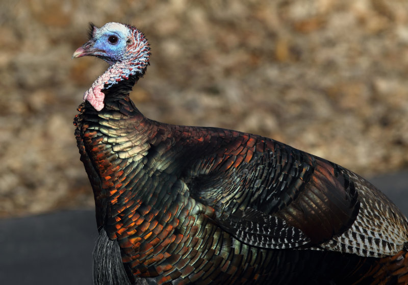 Tom turkey on the move copy.jpg