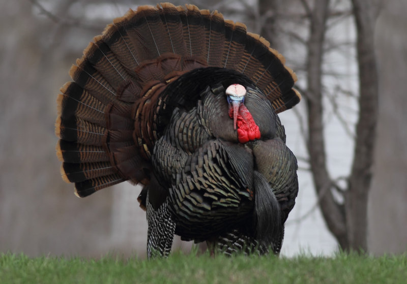 Backyard Tom upon arrival home copy.jpg