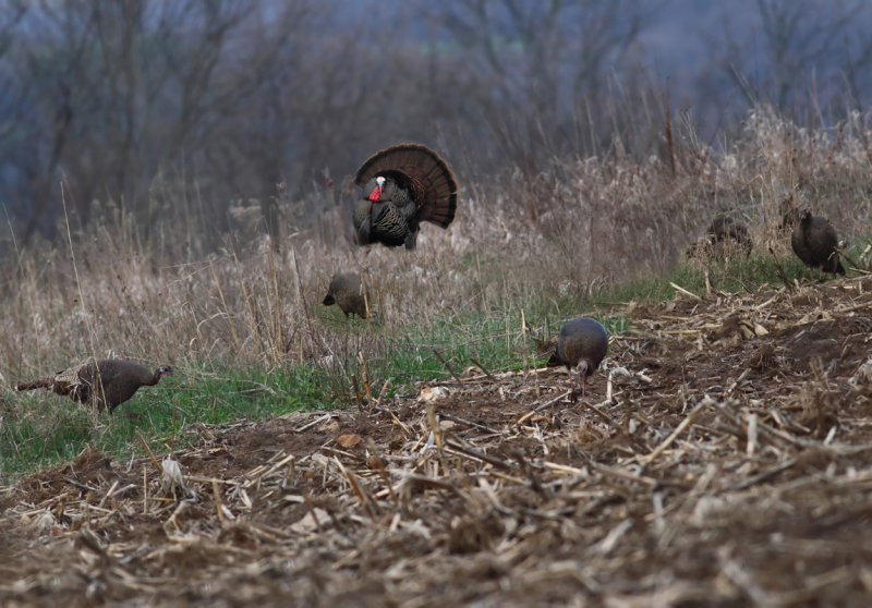 Tom with 6 of his 9 hens copy.jpg