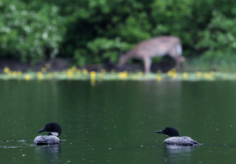 Loons in rain with whitetail in background copy.jpg