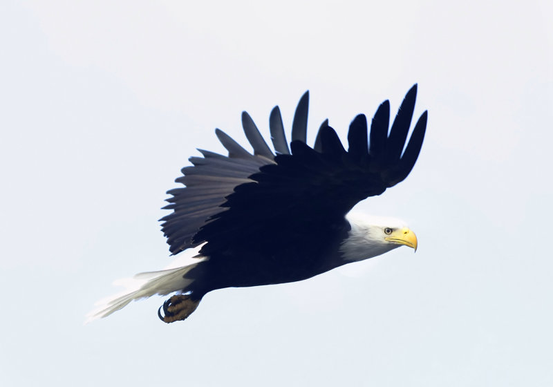 Eagle in flight copy.jpg
