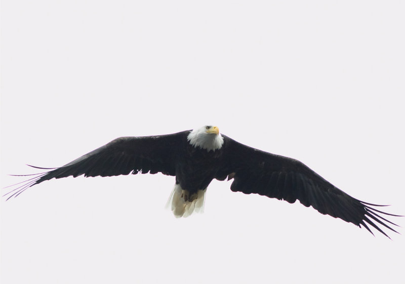 Eagle in flight II copy.jpg