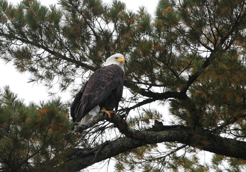Eagle in white pine copy.jpg