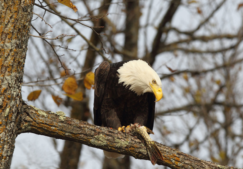 Eagle with pike in tree copy.jpg