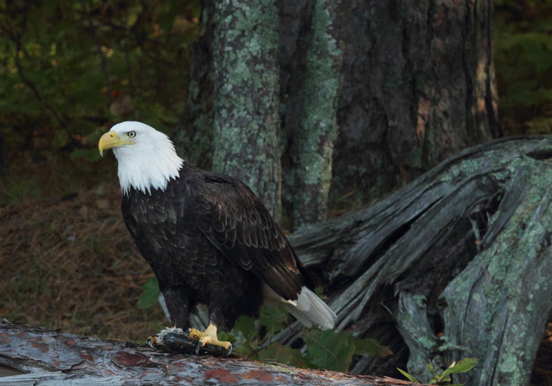 Eagle amongst the Norways copy.jpg