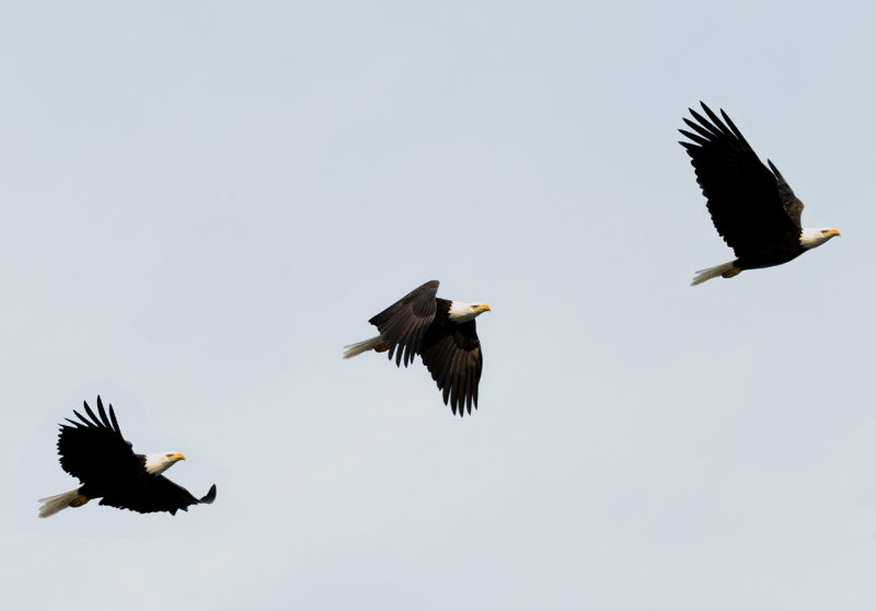 Eagle in flight III copy.jpg