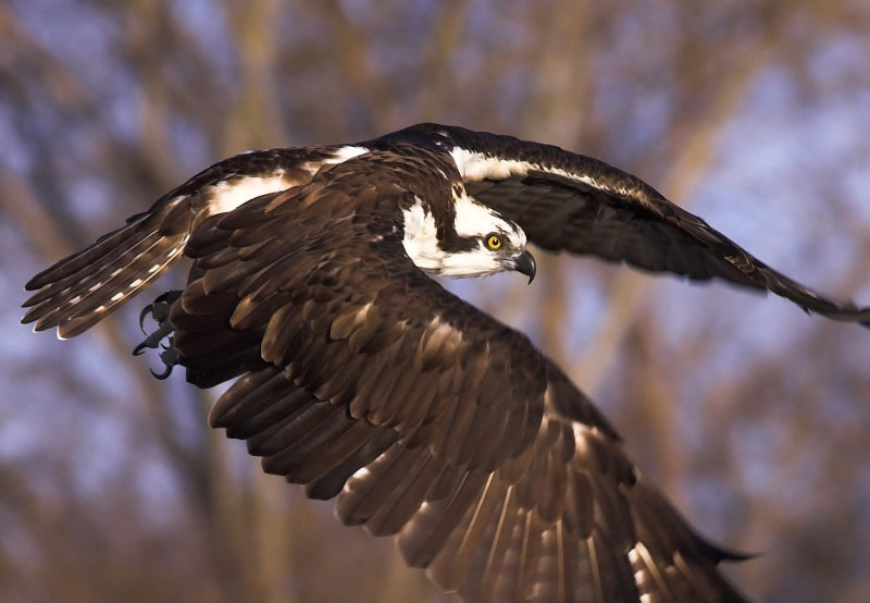 Itasca osprey in flight.jpg