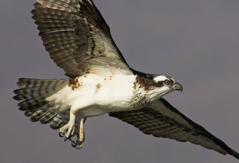 Itasca osprey soaring.jpg