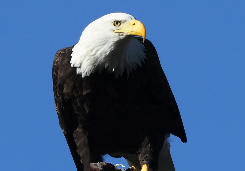 Eagle portrait copy.jpg