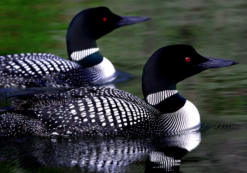 Loon pair on color reflection copy.jpg