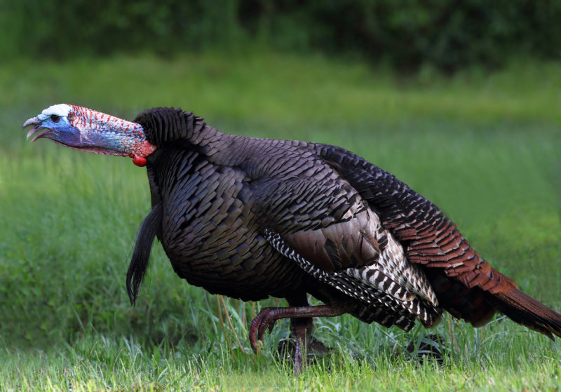 Walking and Gobbling copy.jpg