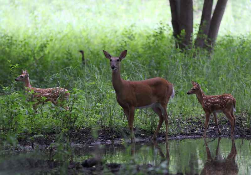 Morning rush hour-Momfawns and turkey copy.jpg