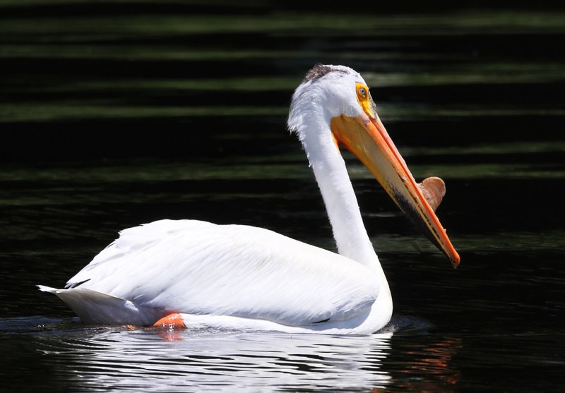 White Pelican on Sara 100 copy.jpg