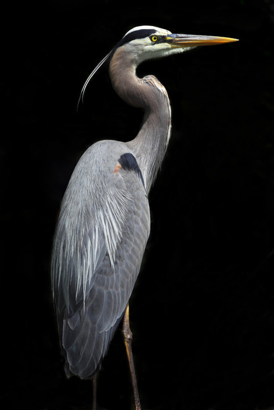 Heron in shadows copy.jpg