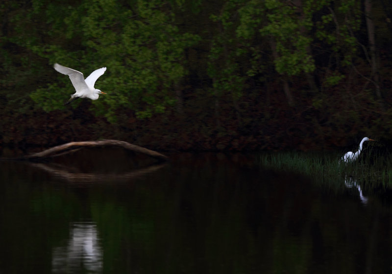 Egrets at Dusk copy.jpg