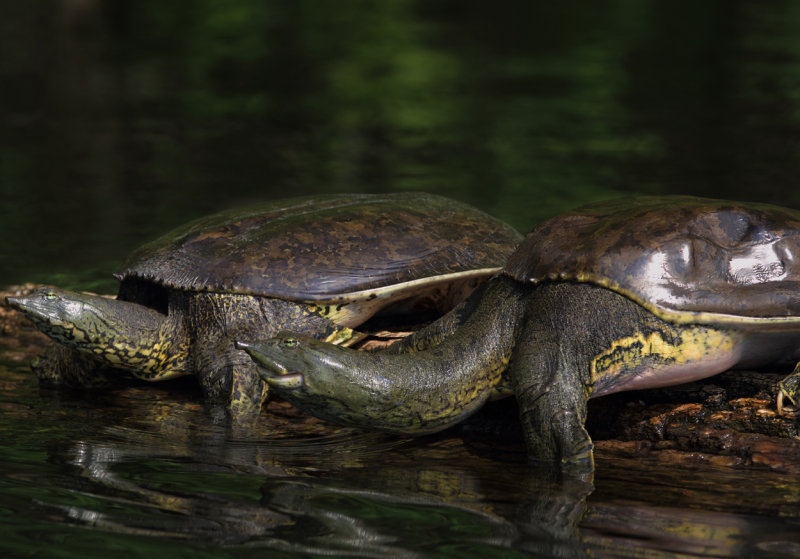 Two female Spiny Softshell turtles copy.jpg