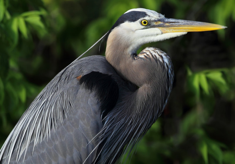 Heron portrait Isles II copy.jpg