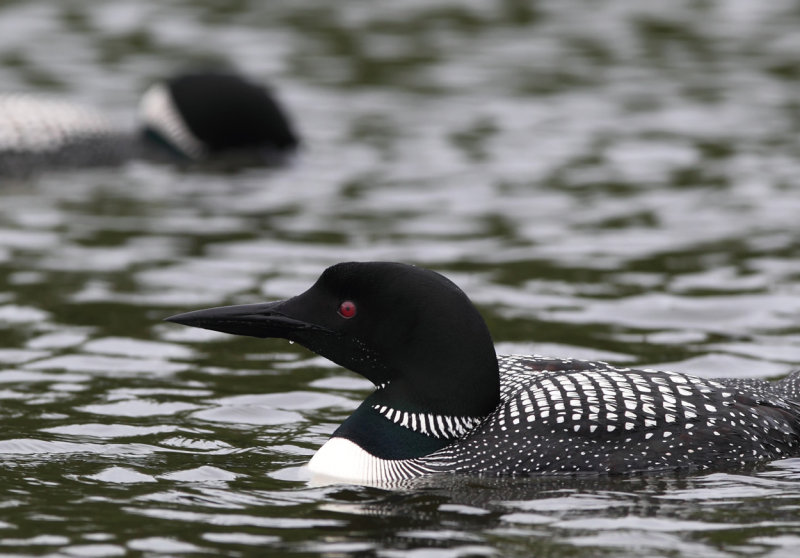 Loons feeding on Itasca copy.jpg