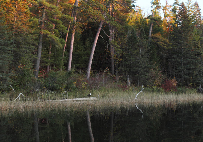 Eagle along fall shoreline copy.jpg