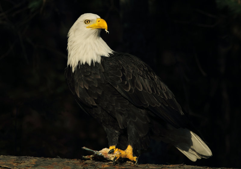 Eagle eating Pike copy.jpg