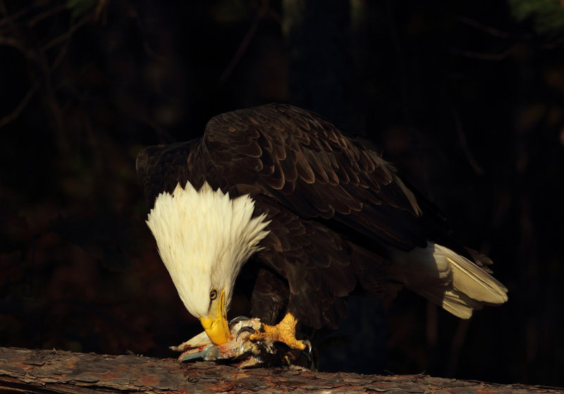 Eagle eating pike III copy.jpg