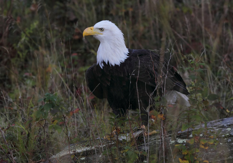 Eagle with pike copy.jpg