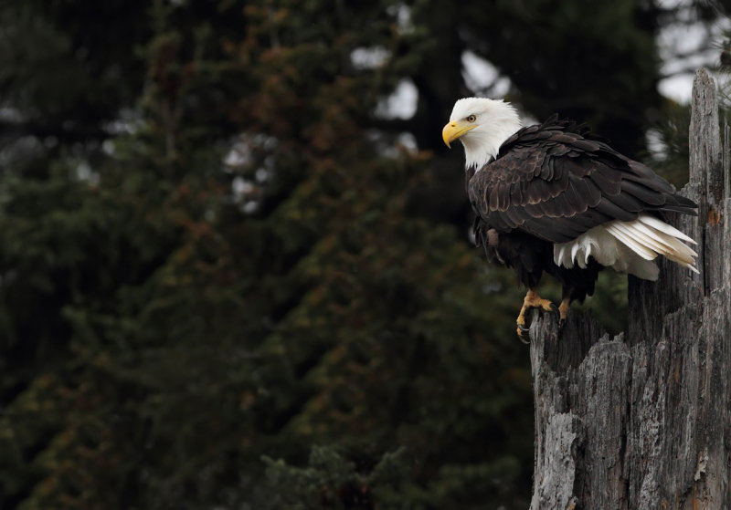 Eagle on perch II copy.jpg