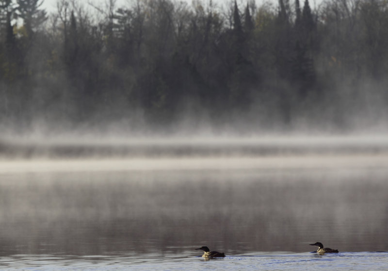 Young loons in the mist copy.jpg