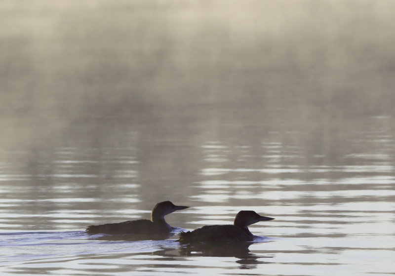 Young loons in morning light copy.jpg