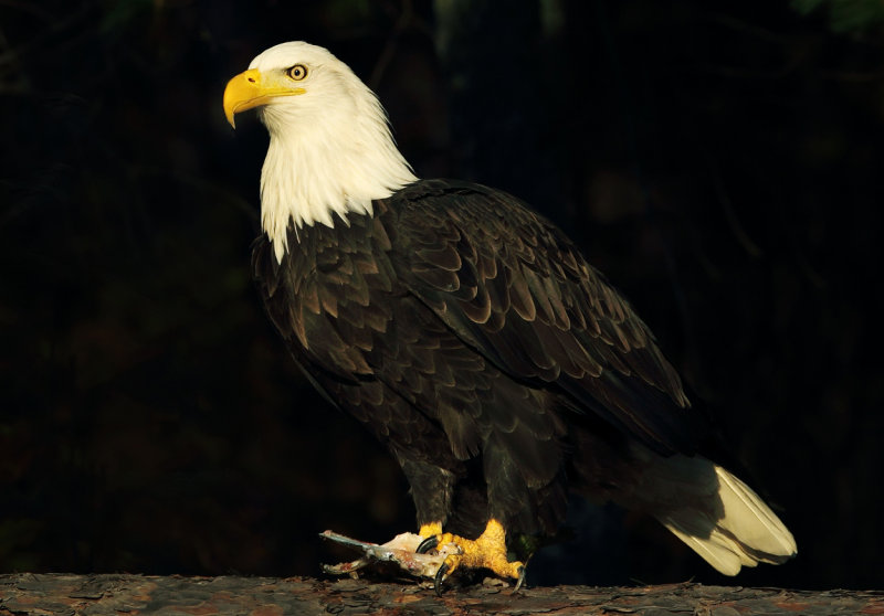 Eagle on Norway Pine copy.jpg