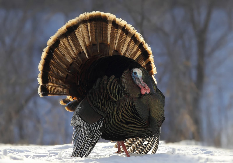Strutting in the snow .jpg