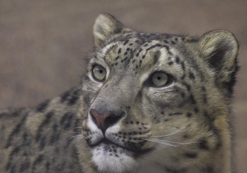 Snow Leopard stare copy.jpg