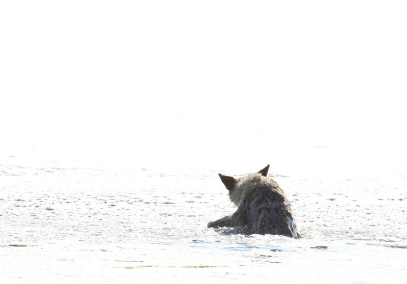 Coyote climbing out of water copy.jpg