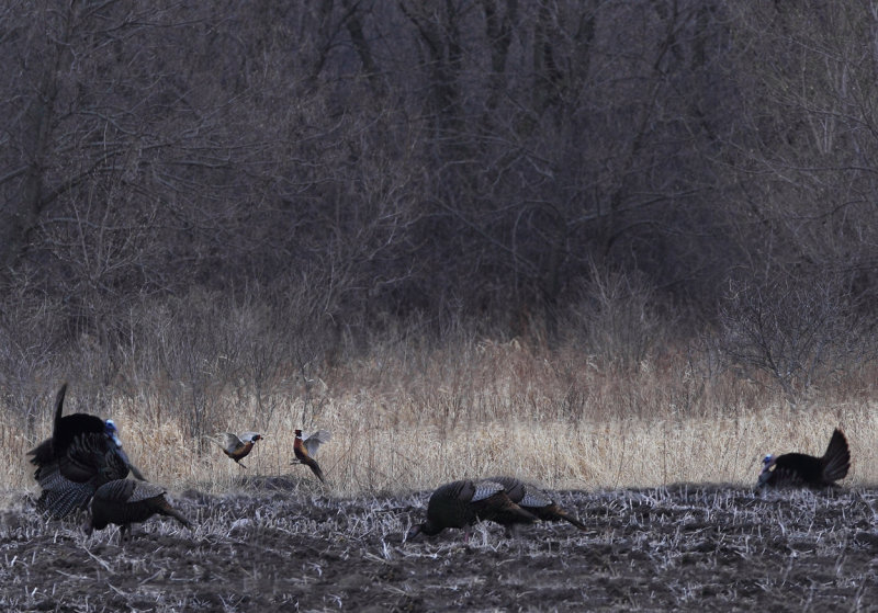 Rooster Pheasant duel copy.jpg
