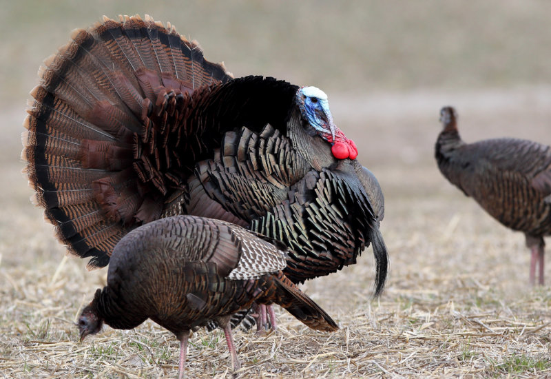 Full strut copy.jpg