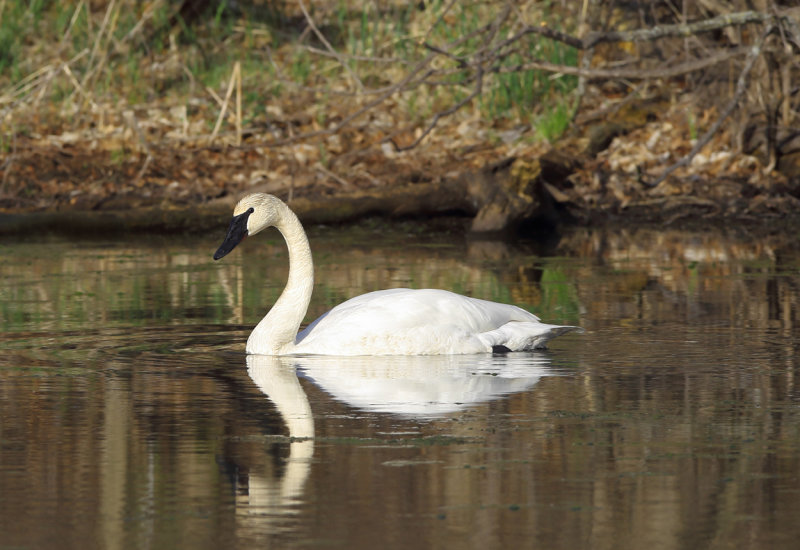 Male swan on nesting pond copy.jpg