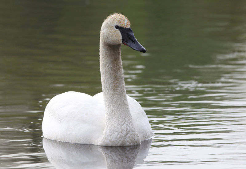 Male swan protecting nest copy.jpg