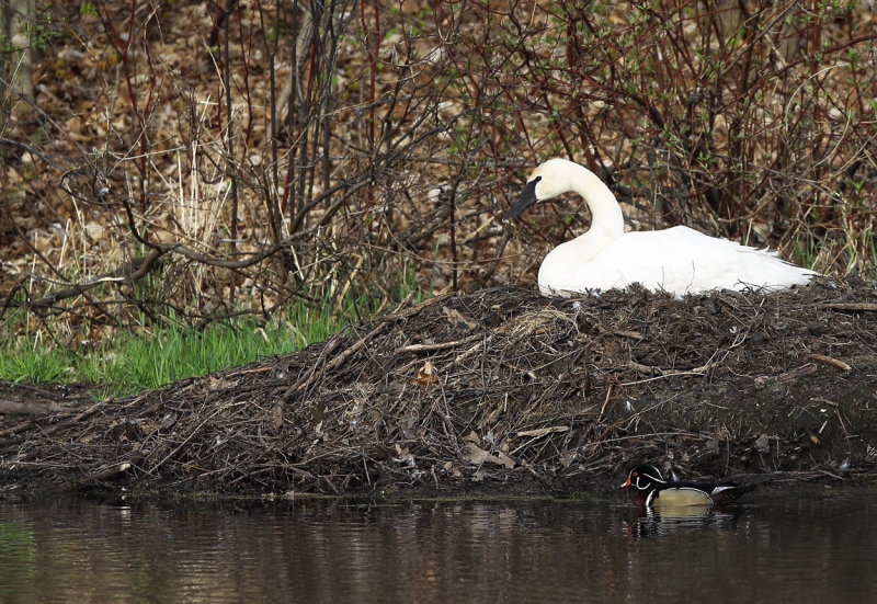 Swan visited by male wood duck copy.jpg