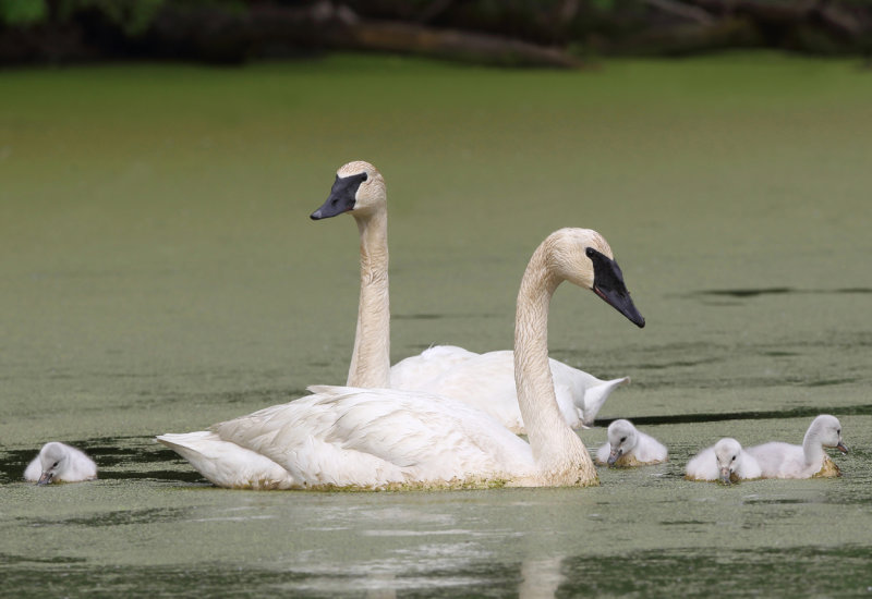 Swan Family copy.jpg