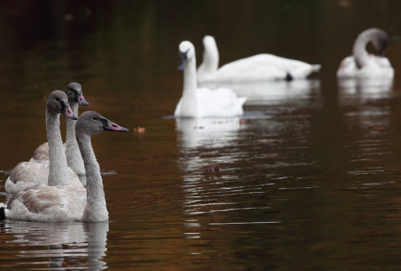 Cygnets take the lead copy.jpg