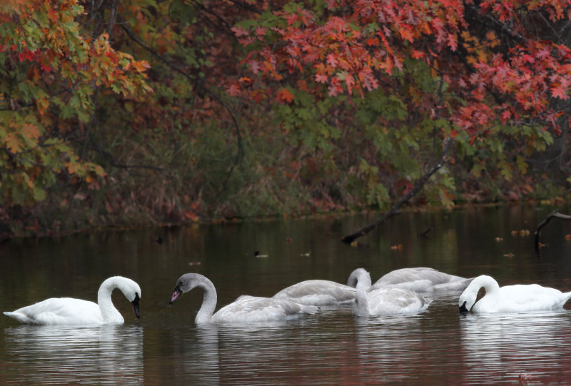 Swan family in fall colors copy.jpg