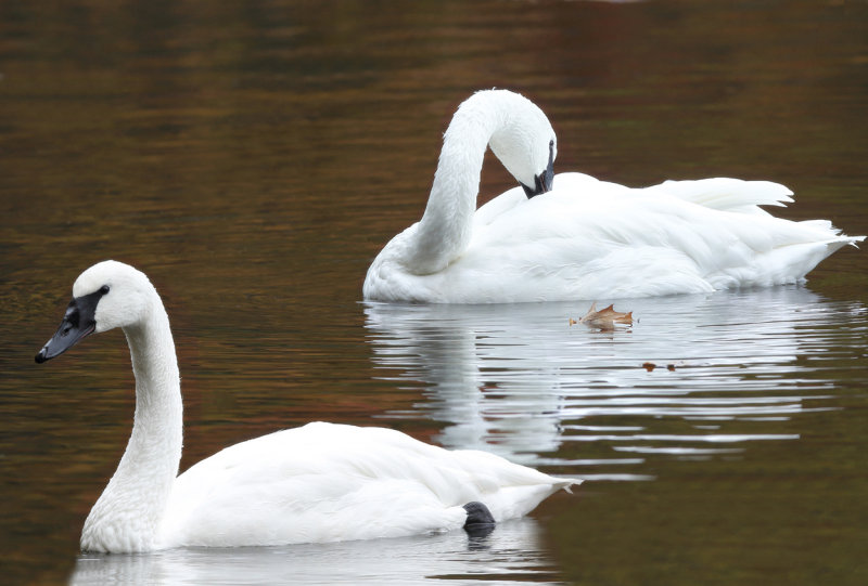 Swans at rest copy.jpg